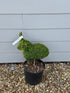 Topiary Rabbit (7.5L) - 40cm tall