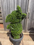 Topiary Dancing Elephant