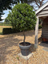 Laurus nobilis / Bay Tire-bouchon Standard: 18L Pot: 110-120cm de haut (pot exc)