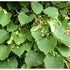 Tilia Europea