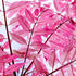Toona Sinensis Flamingo
