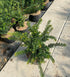 Taxus Baccata