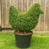 Topiary Chicken (10L)