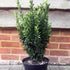 Euonymus Plant (5L) for Topiary Frames