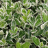 Euonymus Jap. Aureomarginatus