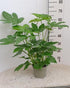 Fatsia Japonica