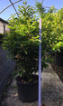Prunus Lusitanica Angustifolia (Portuguese Laurel)