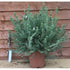 Westringia Fruticosa Mundi