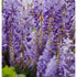 Wisteria Bra. Golden King