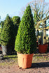 Buxus sempervirens / Box Cone : 35L : 100cm High (exc pot)