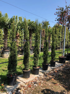 Cupressus sempervirens / Italian Cypress : 20L Pot : 150-175cm High (exc pot)
