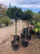 Ilex aquifolium / Common Holly Standard : 18L Pot : 120-130cm High (exc pot)