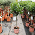 Laurus nobilis / Bay Standard: 3L: 70-80cm de haut (hors pot)