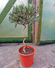Olea europaea / Olive Tree Corkscrew Standard : 4.5L : 50-55cm High (exc pot)