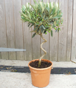 Olea europaea / Olive Tree Corkscrew Standard : 4.5L : 50-55cm High (exc pot)