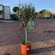 Olea europaea / Olive Standard : 7L Pot : 90-95cm High (exc pot)