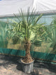 Trachycarpus fortunei / Chusan Palm : 30L Pot : 140-160cm High (exc pot)