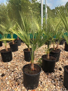 Trachycarpus fortunei / Chusan Palm : 7.5L Pot : 60-80cm High (exc pot)
