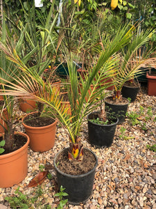 Phoenix canariensis / Canary Island Date Palm Bush : 7.5L Pot : 80-90cm High (exc pot)