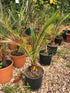 Phoenix canariensis / Canary Island Date Palm Bush : 7.5L Pot : 80-90cm High (exc pot)