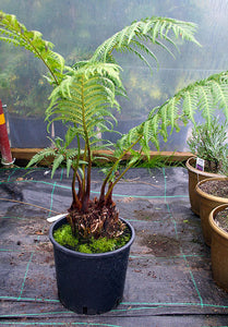 Dicksonia antarctica / Soft Tree Fern : 5L : 0.5ft High (exc pot)