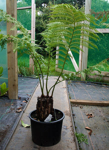 Dicksonia antarctica / Soft Tree Fern : 1 ft High