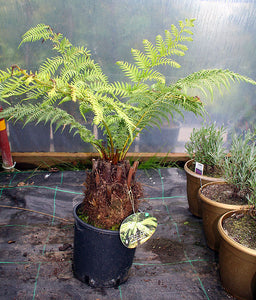 Dicksonia antarctica / Soft Tree Fern : 1 ft High