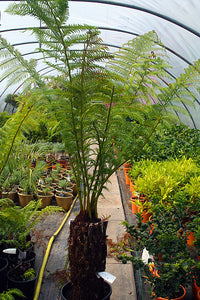 Dicksonia antarctica / Soft Tree Fern : 15L : 2 ft High (exc pot)