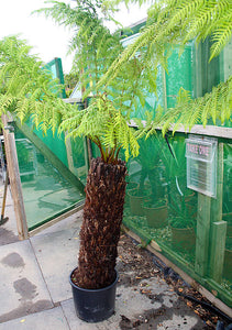 Dicksonia antarctica / Soft Tree Fern : 25L : 3 ft High (exc pot)
