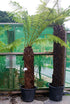 Dicksonia antarctica / Soft Tree Fern : 30L : 4 ft High (exc pot)