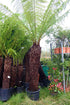 Dicksonia antarctica / Soft Tree Fern : 35L : 5ft High (exc pot)
