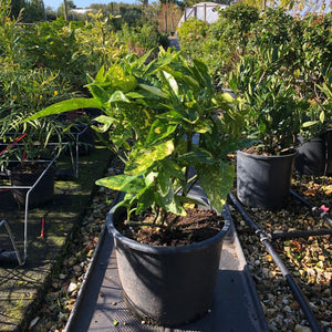 Aucuba japonica 'Crotonifolia' / Japanese laurel 'Crotonifolia' : 15L Pot : 80-100cm High (exc pot)
