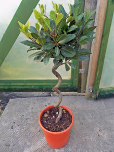 Laurus nobilis / Bay Corkscrew Standard : 5L : 50-60cm High (exc pot)