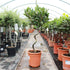 Laurus nobilis / Bay Corkscrew Standard : 5L : 50-60cm High (exc pot)
