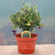 Olea europaea / Olive Tree Bush : 1.5L : 20cm de haut (hors pot)