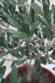 Olea europaea / Olive Tree Bush : 1.5L : 20cm High (exc pot)