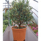 Olea europaea / Olive Tree Bush : 1.5L : 20cm High (exc pot)