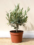 Olea europaea / Olive Tree Bush : 1.5L : 20cm High (exc pot)