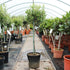 Olea europaea / Olive Standard : 3L : 55-65cm High (exc pot)