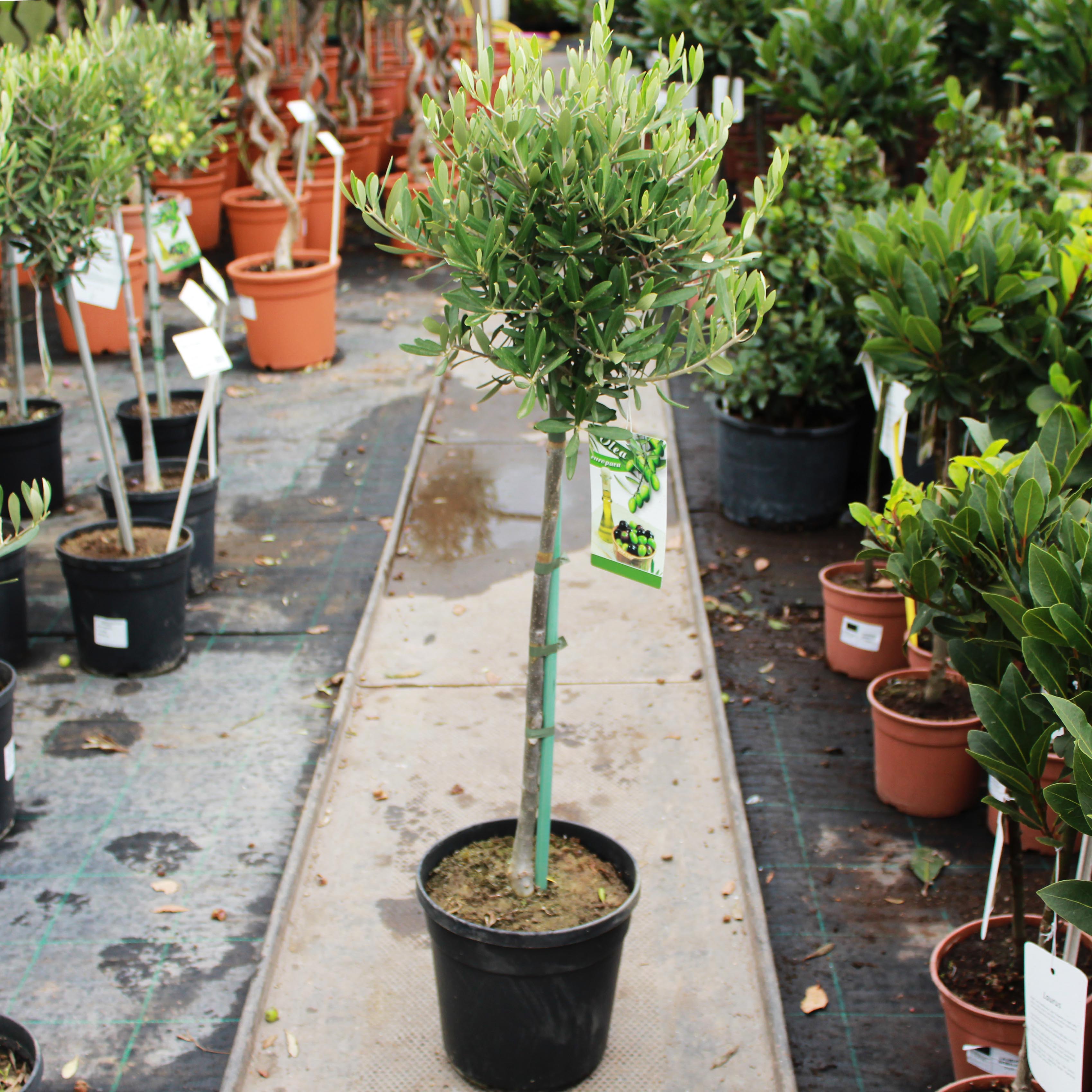 Olive Tree / Olea europaea Standard : 5L : 65-75cm High (exc pot) – Top ...