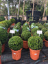 Buxus sempervirens / Box Ball : 5L Pot : 25-30cm High (exc pot)