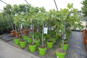 Ficus carica / Fig : Pot de 4,5 L : 70-80 cm de haut (hors pot)