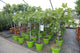 Ficus carica / Fig : 4.5L Pot : 70-80cm High (exc pot)