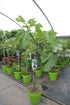 Ficus carica / Fig : 4.5L Pot : 70-80cm High (exc pot)