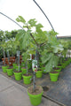Ficus carica / Fig : Pot de 4,5 L : 70-80 cm de haut (hors pot)
