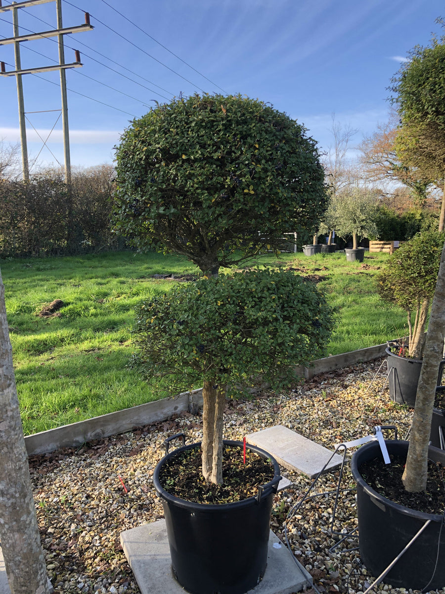 Ligustrum delavayanum / Box Leaf Privet Pom Pom : 35L Pot : 120-130cm ...