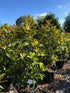Magnolia grandiflora / Bull Bay Bush : Pot de 30L : 120-130cm de haut (hors pot)