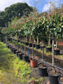 Photinia x fraseri 'Red Robin' / Christmas Berry Standard : 18L Pot : 140-150cm Haut (hors pot)