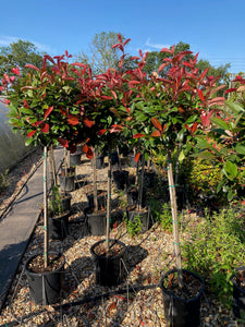 Christmas Berry / Photinia x fraseri 'Red Robin' Half Standard : 18L : 140-150cm High (exc pot)