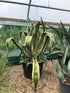 Agave americana 'Variegata' / Century Plant : Pot de 130L : 80-100cm de Haut (hors pot)